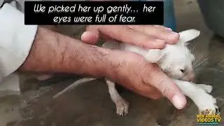 Scared Kitten Gets First Bath Ever 🛁 Watch Her Reaction &ndash; Real Rescue Story!