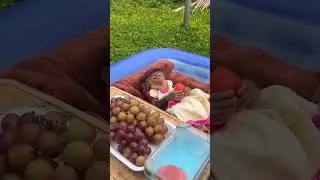 MONKEY AROUND POOL PARTY FUN