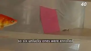 goldfish can drive tanks too.