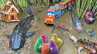 Exploring Deep River to Finding Big Koi Fish | Unexpected Ornamental Fish & River Monster Catfish