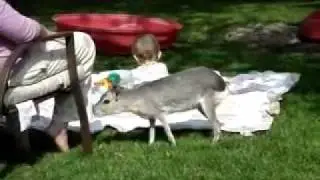 Patagonian Cavy Care 101