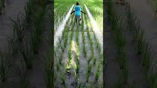 Do It At 20 DAT To Increase Tillers #shorts