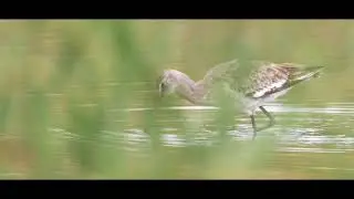 Parc du Marquenterre en Baie de Somme