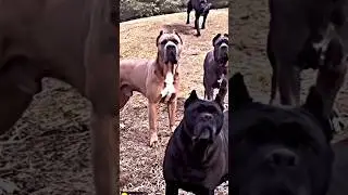 z+ security Dogs😂 #shorts #short #viral