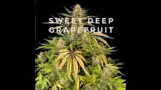 Feminized Sweet Deep Grapefruit Cannabis Strain