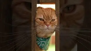 New Year's Resolution: Fit into this fence 😂 #DietStartTomorrow #funnycats