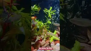 Green Nature Aquarium 🌿 | Peaceful Aquatic Plants #shorts