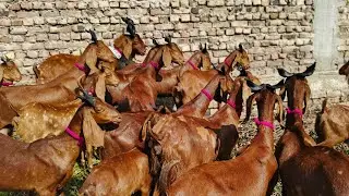 Hyderabad bakra mandi updates 14. 1. 2026