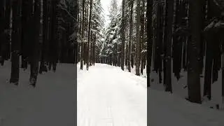 Ushu Forest Kalam | Kalam Valley | Snow Falling In Kalam