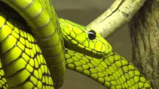 Gifttierhaus e.V. Eimsheim - Jameson Mamba ( Dendroaspis jamesoni jamesoni )