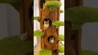 OWNER BUILDS A DREAM CAT TOWER FOR HIS CATS❤️😻
