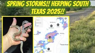 Spring Storms!! South Texas Herping 2025!! #herping, #haribo, #reptiles, #wildlife, #nature