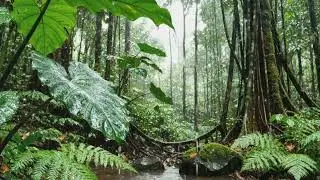 Tropical Rainforest Ambience for Sleep or Focus 🌧️ Relaxing Rain White Noise
