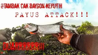 PAYUS ATTACK #castingpayus #castingbarramundi #strikepayus #strikebabon #minipopper #tambakcakbaygon