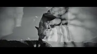 Enisum - Night Forest (Official Video)