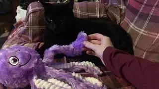 Dexter has an octopus friend 🐙💜