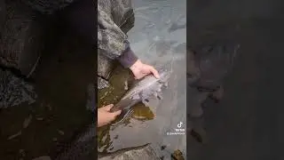 Lake Superior tributary resident Rainbow Trout released back home