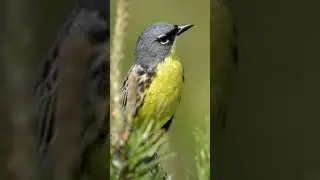 Kirtland's Warbler Bird Sound Video: Peaceful Nature Sound Effects