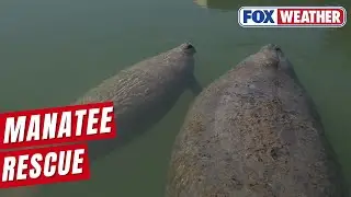 A Wildlife Rescue Team In Florida Came To The Aid Of A Young Manatee On Friday