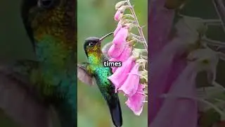 Hummingbird vs Bee: Who Wins the Battle of the Buzz? 2025