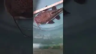 growth redtail catfish 🤫🤫🤫🤫🤫🤫