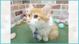 732977 ノルウェージャン・フォレストキャット