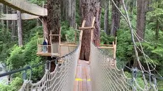 Stroll 100-feet Off the Ground Through a Redwood Forest