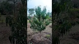 Fruit punch mango tree