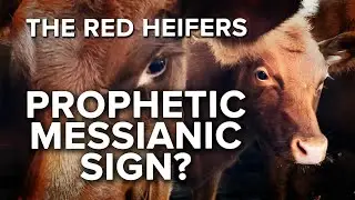 Jerusalem Dateline - Is Red Heifers’ Israel Arrival Prophetic Sign Hailing Messiah’s Return?