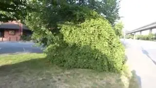 Бук каролинский (Carpinus caroliniana)