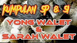 KUMPULAN SP & SI YONG WALET & SARAH WALET