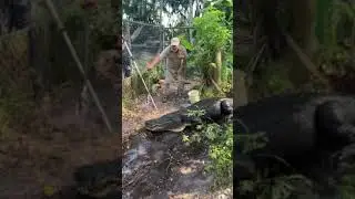 🐊🐊 WORLD LARGEST ELIGATOR PAWS 🐊🐊 SUBSCRIBE GUYS FAST