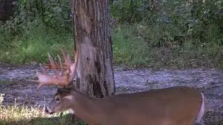 Antler Adventures in Wisconsin Whitetail Video