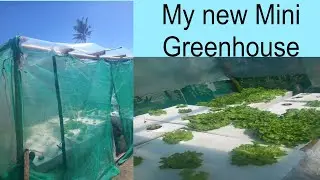 My new Mini Green House