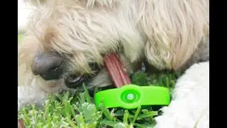 SafetyChew - Strong, safe locking dog chew holder