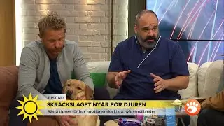 Så klarar husdjuren nyårssmällandet: ”Du hinner träna om du börjar idag” - Nyhetsmorgon (TV4)