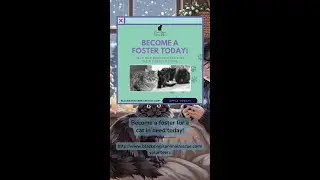 Become a Foster today!