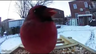 Our resident Northern Red Cardinal. He is beautiful.  I love to hear them eat. :)
