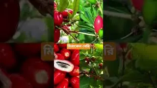 miracle berry, just for YOU #fruit #miracleberry #cover