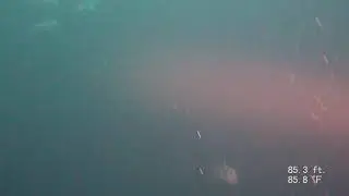 Sharks at The Lost Blue Hole