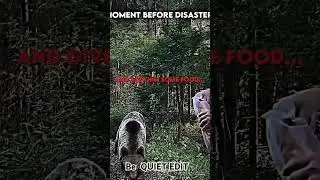 W bear troll face edit