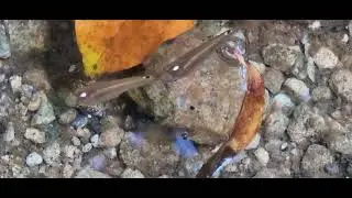 Rivulines ( Whitespot toothcarp )