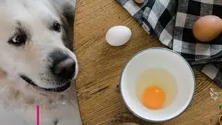 Dogs eating dinner eggs 🤤🤯 #dogfood #catfood #dog #doglover #doglovers #dogtreats #pets #puppy