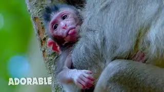 Very adorable baby monkey... Lovely newborn baby monkey Cinn so appealing and healthy