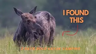 Finding Moose in a New Hampshire National Wildlife Refuge: 3 days kayak camping