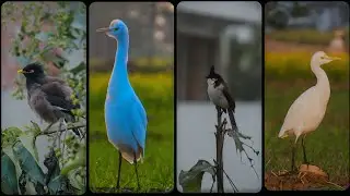Sony 55-210mm Lens Review (2026) &ndash; Zoom Quality Tested on A6700 & A6100 #shorts #sony 