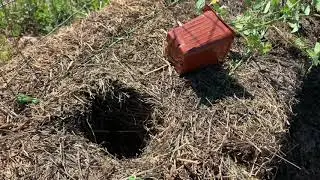 Hay Bale vs. Straw Bale Gardening + Mushrooms - Alfalfa Bale Provides Tomato Plants The Fertilizer