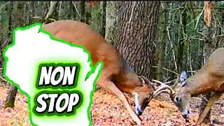 When The Woods Go Wild &mdash; Non-Stop Wildlife Action
