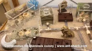 Camponotus nicobarensis Colony Update September 2019