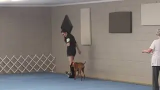 AKC Novice A Obedience 180, 1st Place 9/12/21 Trial 2 - Jersey the Vizsla